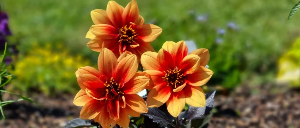 Nützliche Tipps zur Pflege Pflanzen und Blumen im nachhaltigen Garten